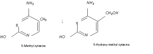 2310_composition of nucleic acid2.png